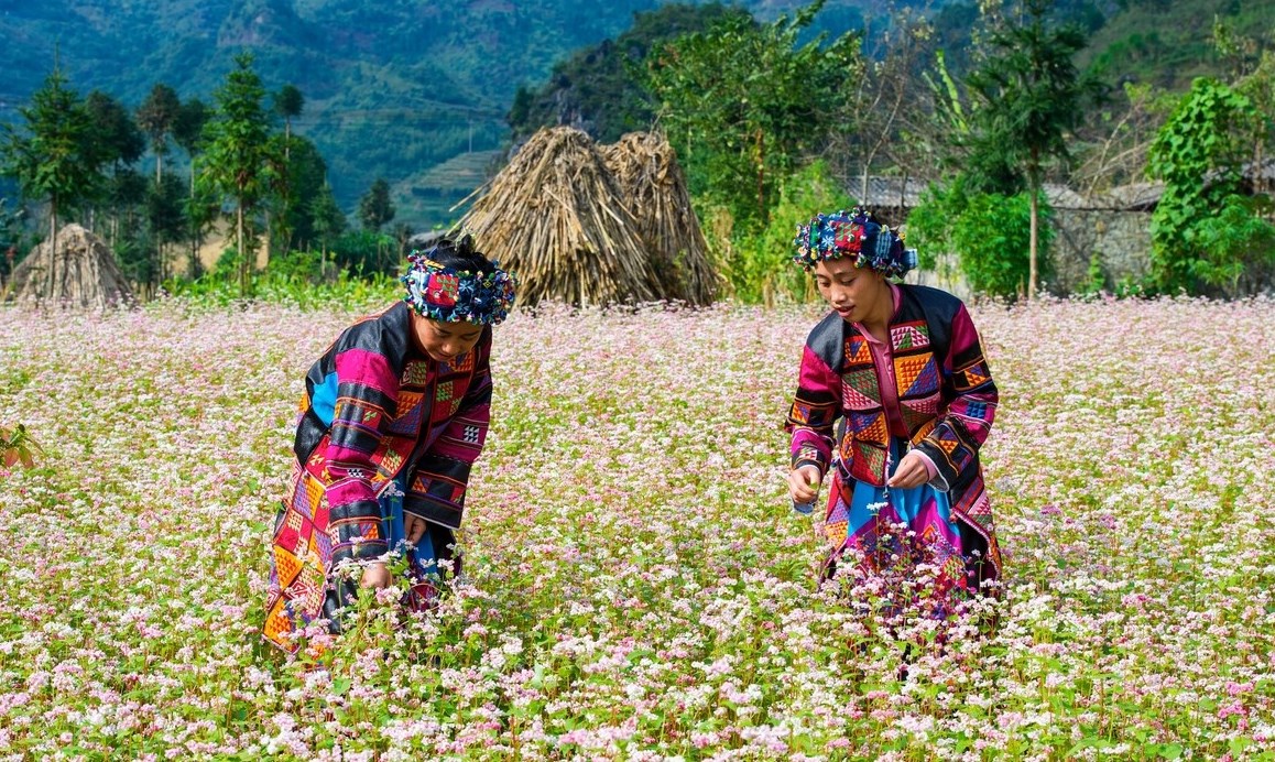 Tháng 11 này, đừng lỡ hẹn với lễ hội hoa Tam giác mạch ở cao nguyên đá Hà Giang